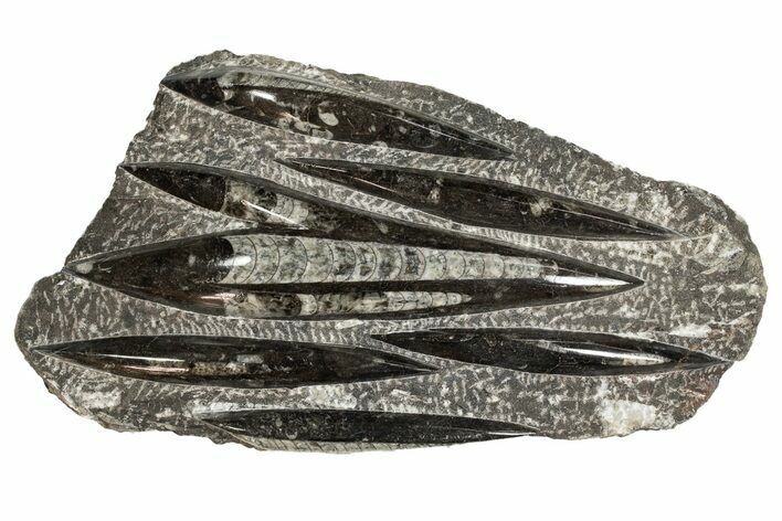 Polished Fossil Orthoceras (Cephalopod) Plate - Morocco #341360